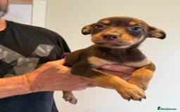 Australian Kelpie dogs for sale: Australian Kelpie puppies  - Image 8