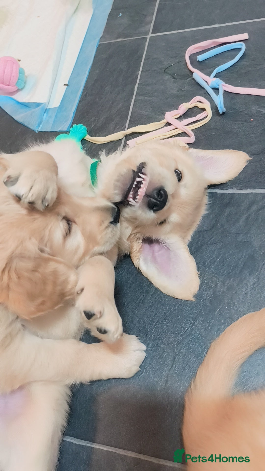 Golden Retriever dogs for sale: Gorgeous golden retriever puppies 🐕 - Advert 10