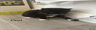 Mixed Breed Kitten 4