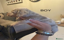 Dachshund dogs for sale: Beautiful litter of Dachshund puppies  - Image 3