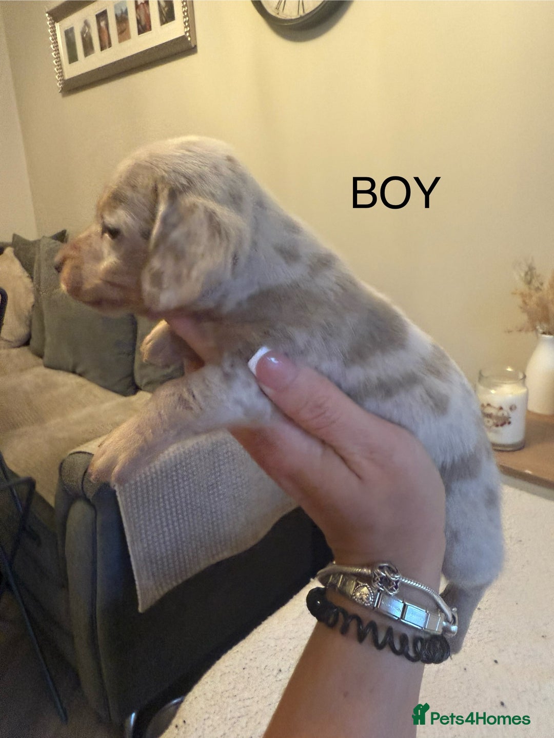 Dachshund dogs for sale: Beautiful litter of Dachshund puppies  - Image 3