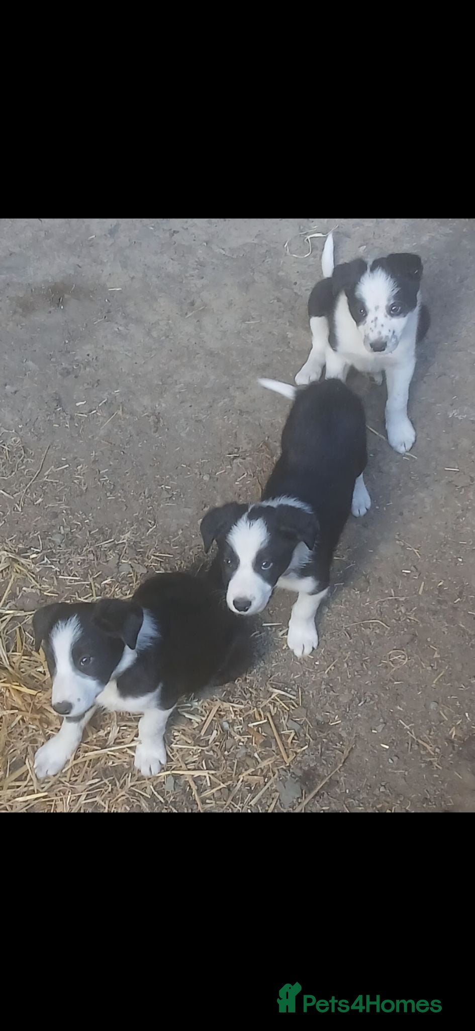 Border Collie dogs Border Collie pup's for sale  - Advert 2