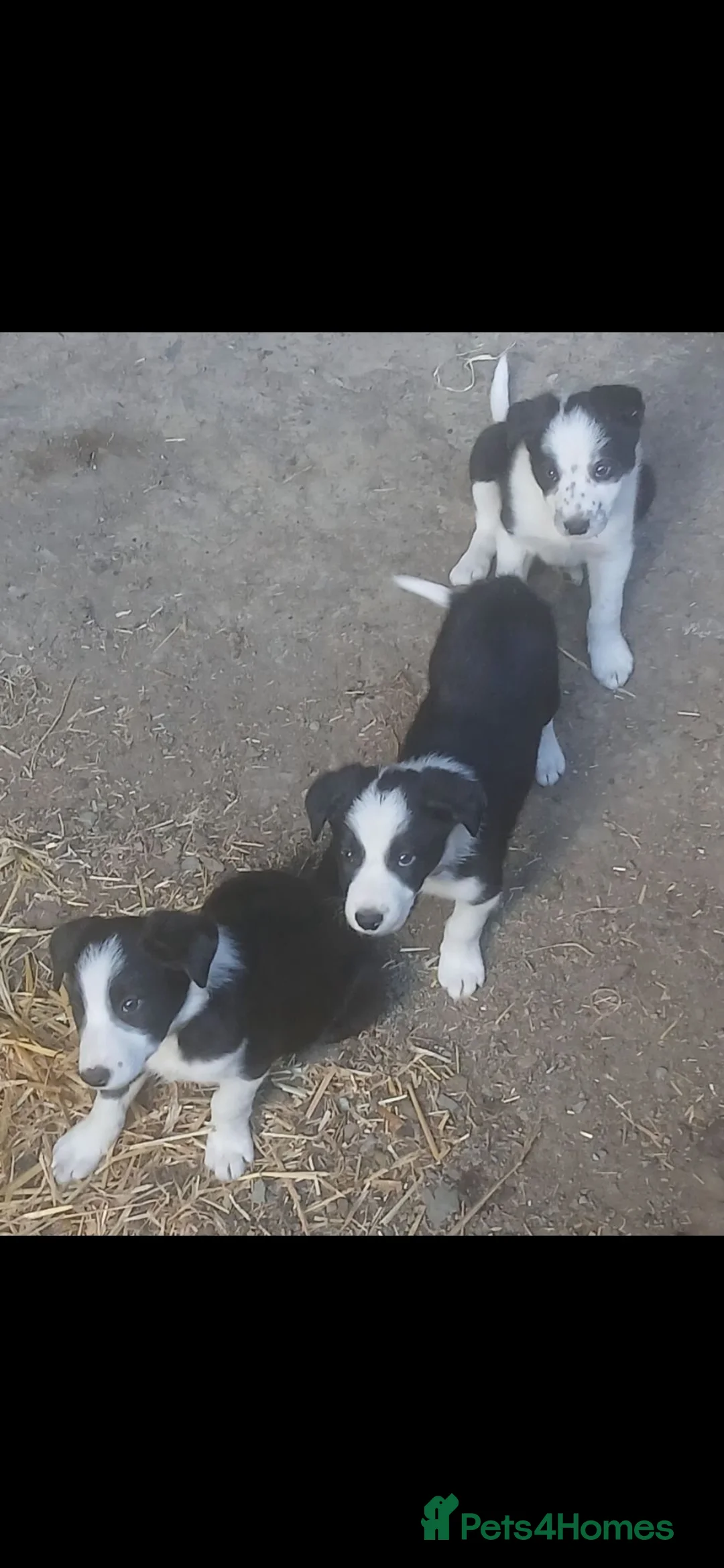 Border Collie dogs for sale: Border Collie pup's for sale  - Advert 2