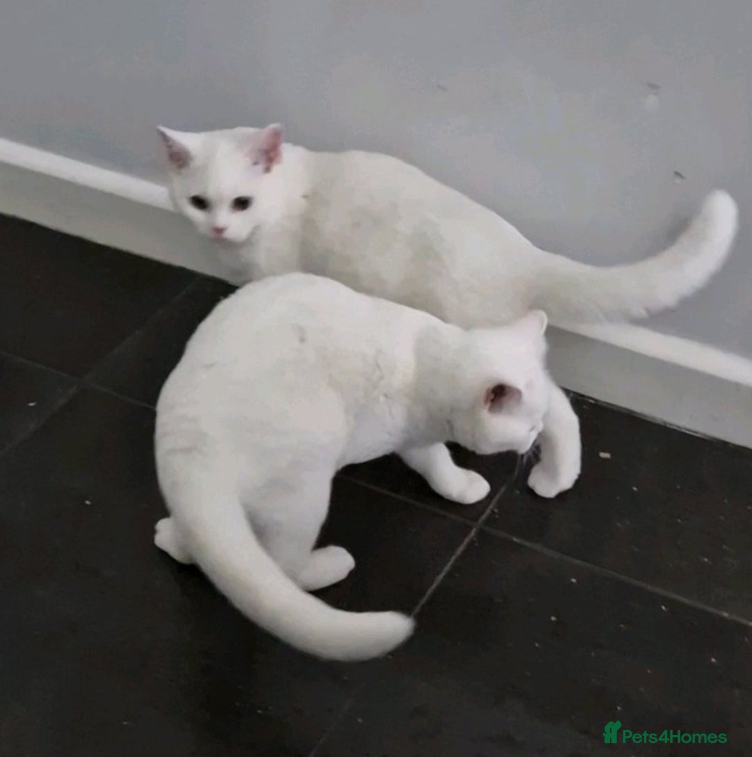 British Shorthair cats for sale: Stunning White GCCF reg British Shorthairs - Advert 5