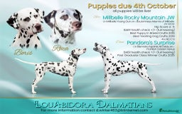 Dalmatian dogs for sale: LouAbidora  - Image 1