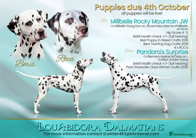 Dalmatian dogs - Advert 3