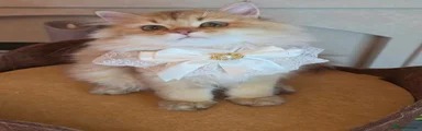 British Longhair Kitten 4