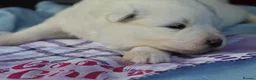 Samoyed dogs for sale: Bundle of joy and fluff  - Advert 22