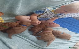 Cockapoo dogs for sale: Beautiful cockapoo puppies  - Image 9