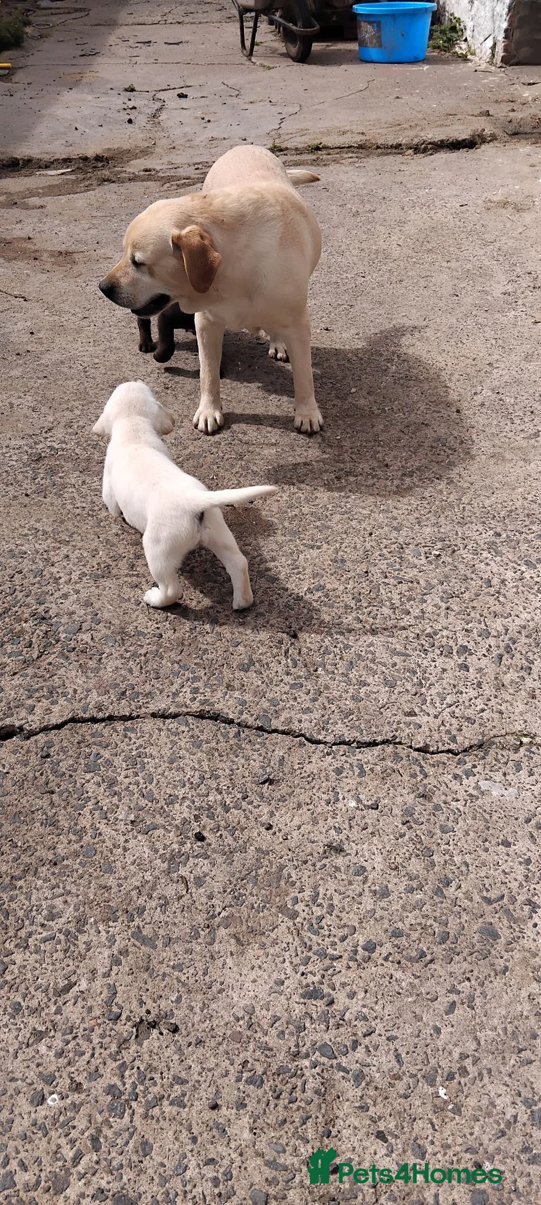 Labrador Retriever dogs for sale: Gorgeous Labrador puppies 8 weeks old  - Advert 2