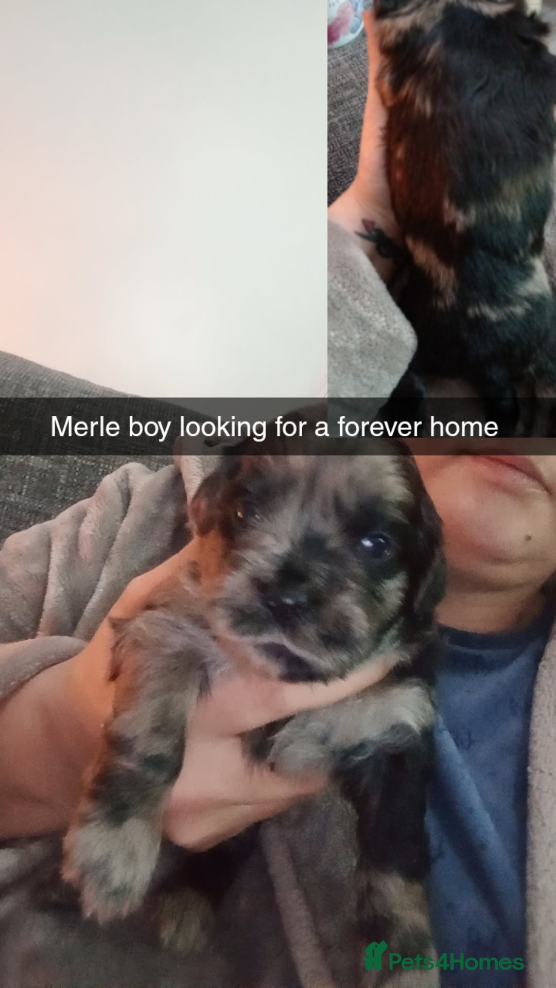 Shihpoo dogs Shihpoo pups - Advert 2