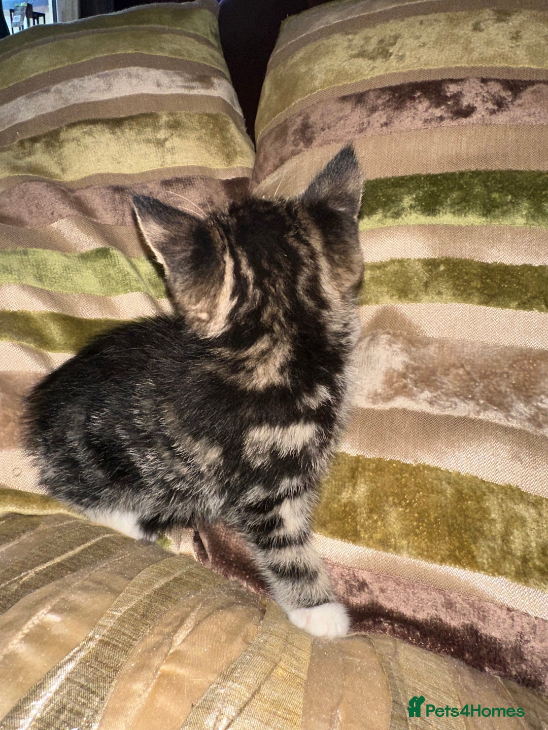 Mixed Breed cats for sale: Stunning fluffy and short haired ready now  - Image 13