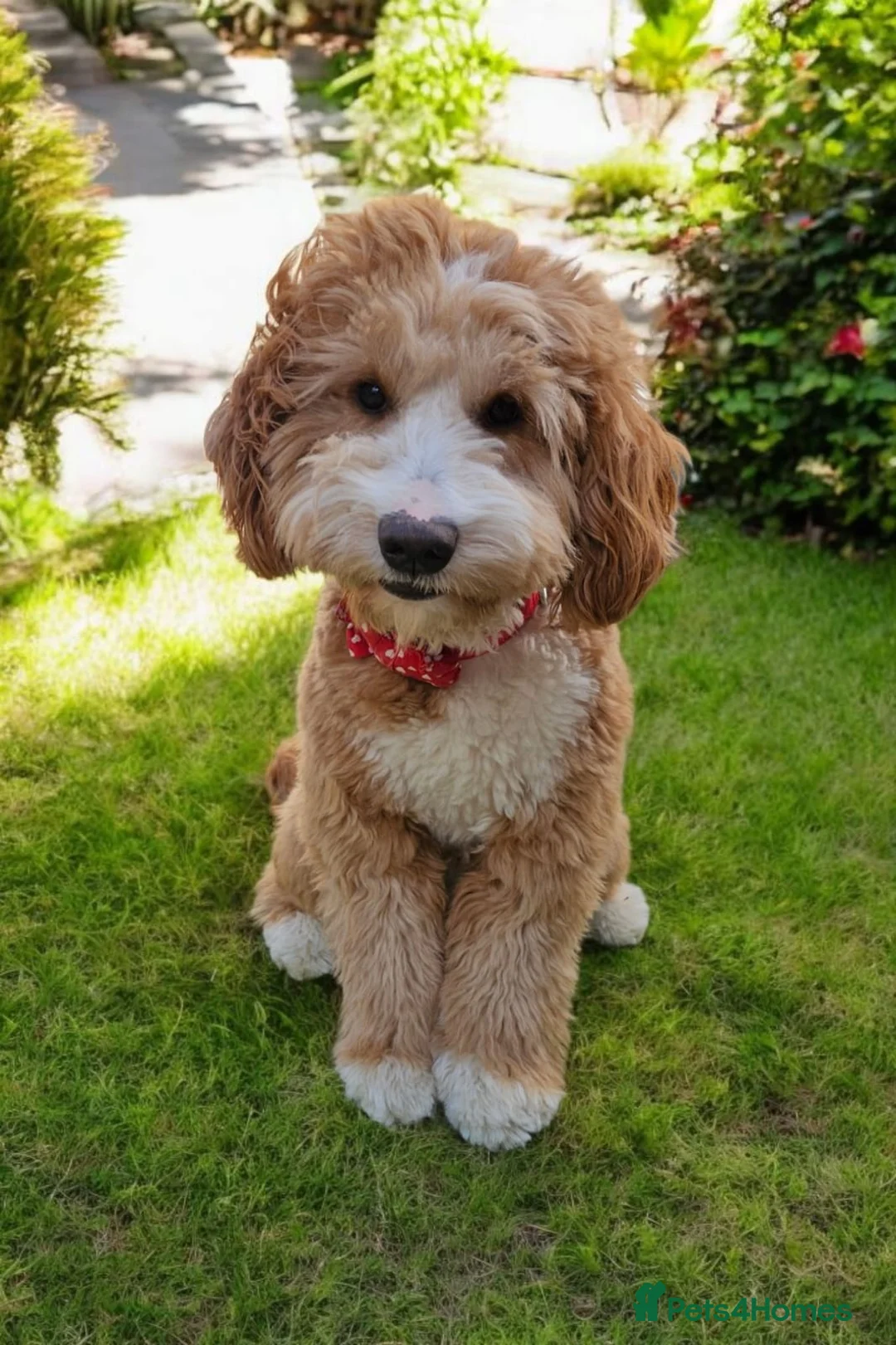 Mixed Breed dogs for sale: Australian Double Doodles Coming Soon - Advert 7