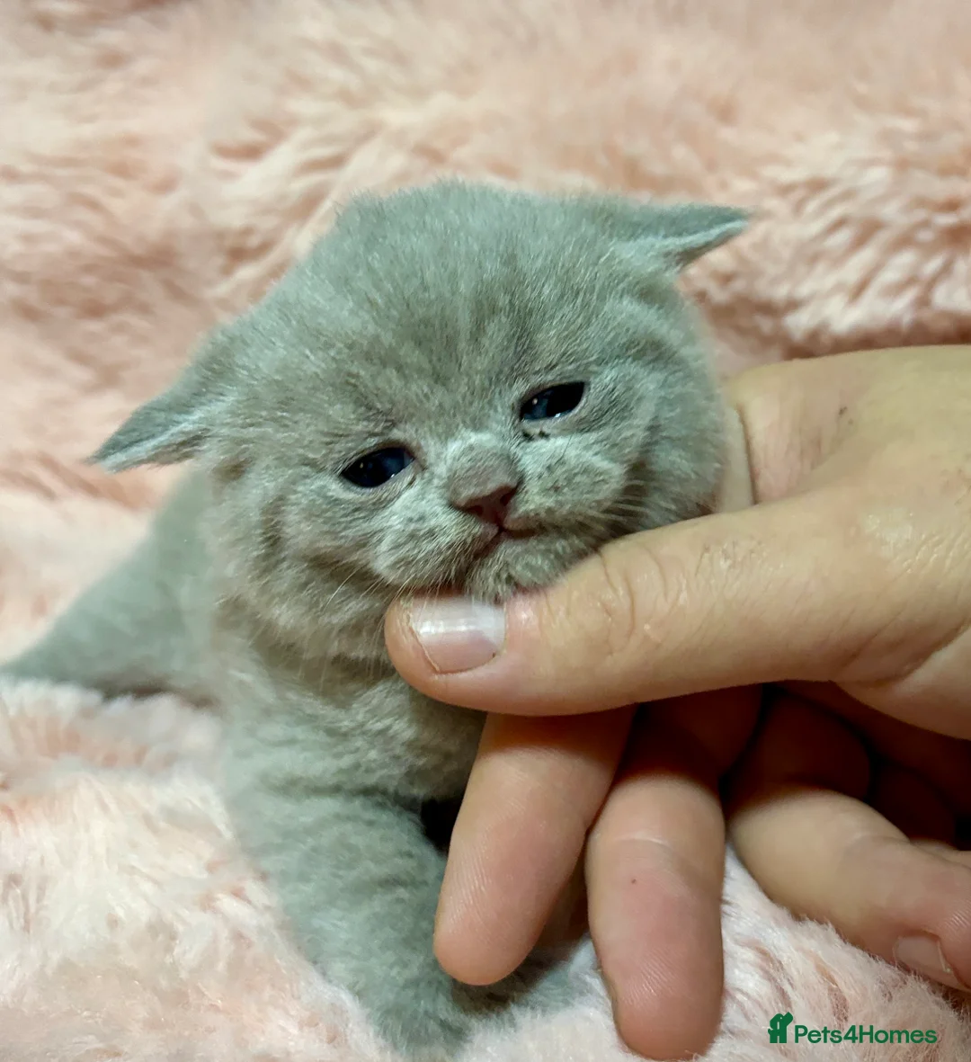 British Shorthair cats for sale: Beautiful British short hair kittens  - Advert 39