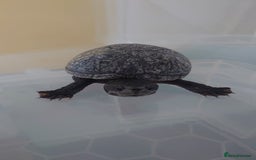 Turtle reptiles for sale: 2x Musk Turtle (Females) & Set Up - Image 3