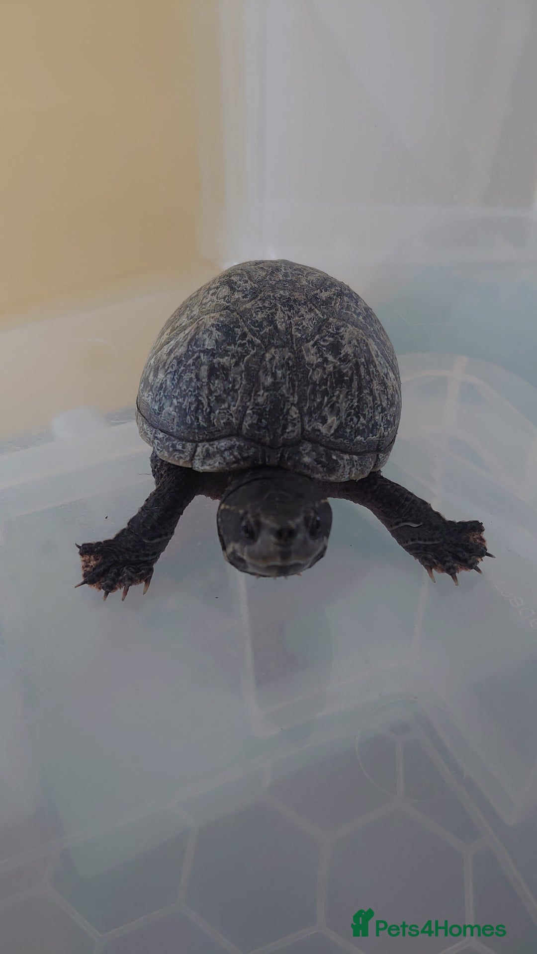 Turtle reptiles for sale: 2x Musk Turtle (Females) & Set Up - Image 3