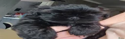 Shih Tzu dogs for sale: Beautiful Black Shih Tzu Puppies  - Advert 5