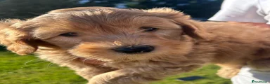 Labradoodle 1