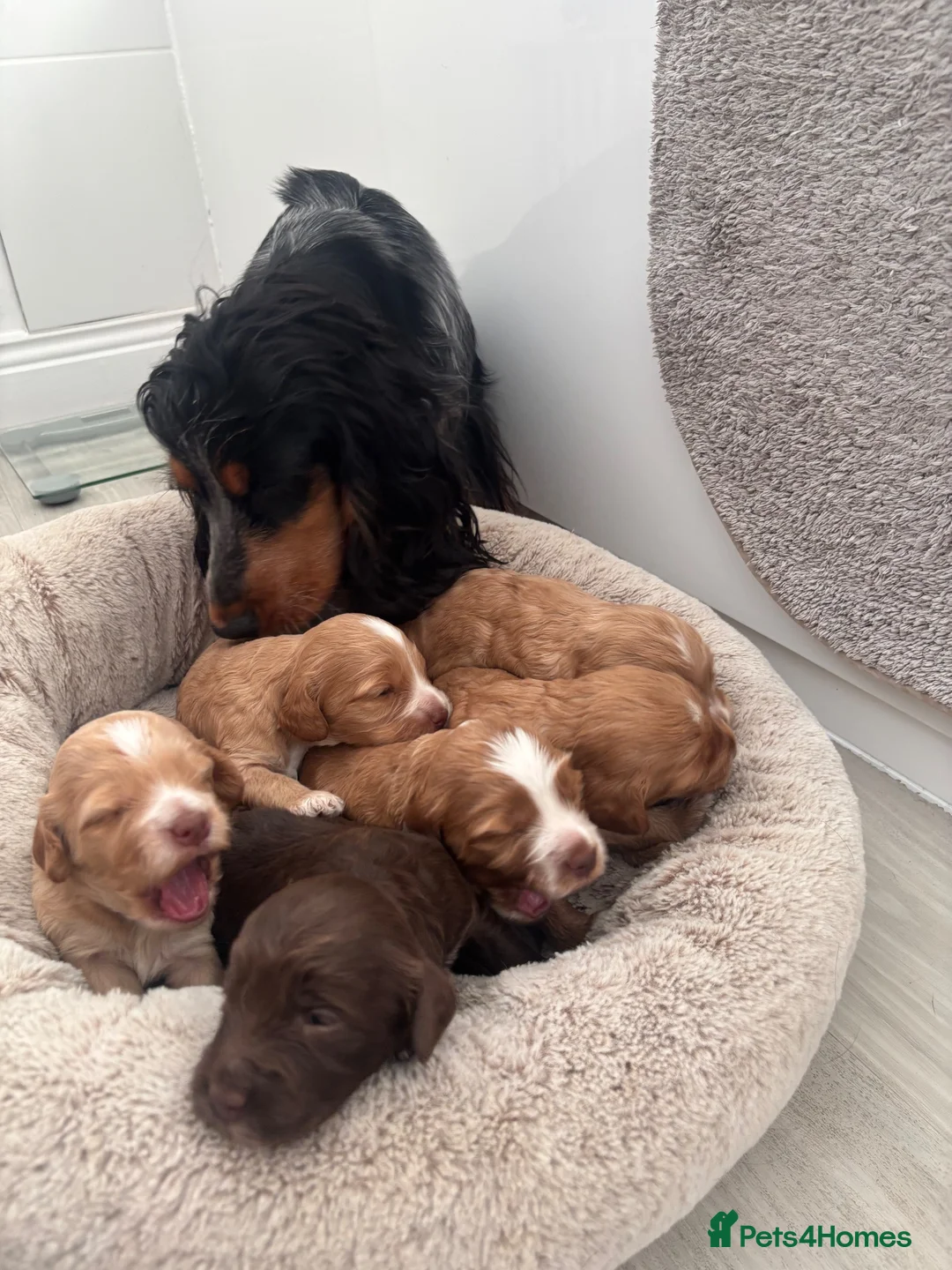 Cockapoo dogs for sale: Cockapoo puppies F1 - Advert 1