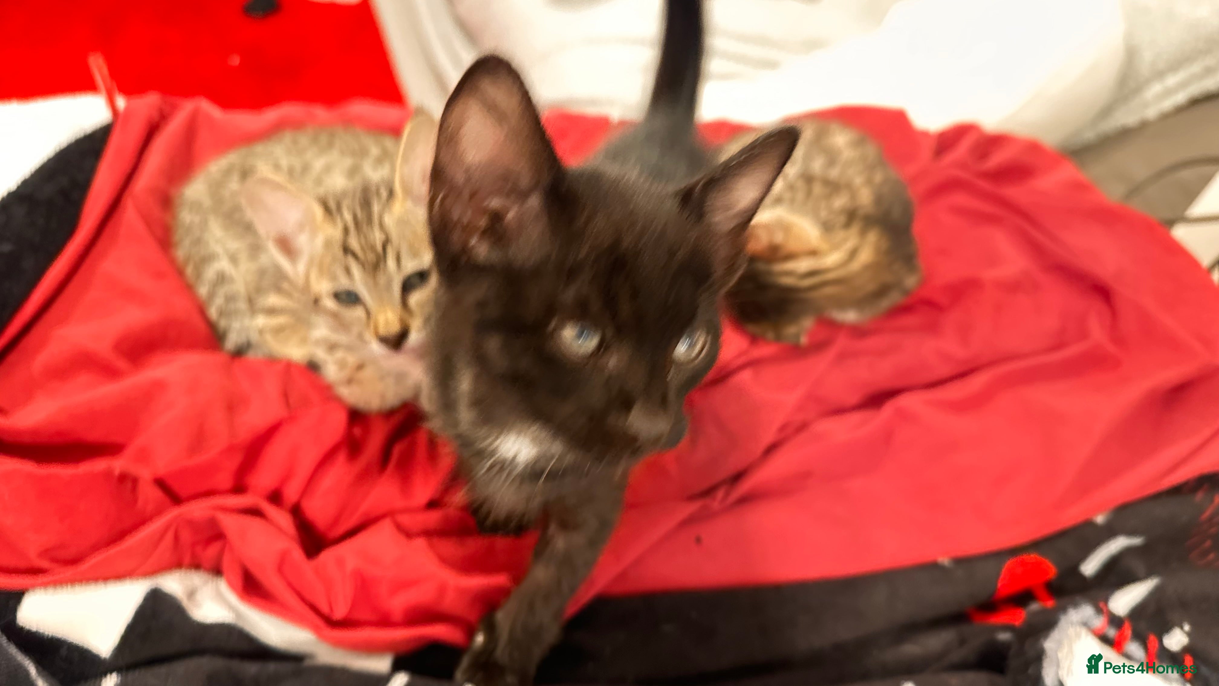 Savannah cats Stunning F3 Savannahs Price Drop - Advert 2