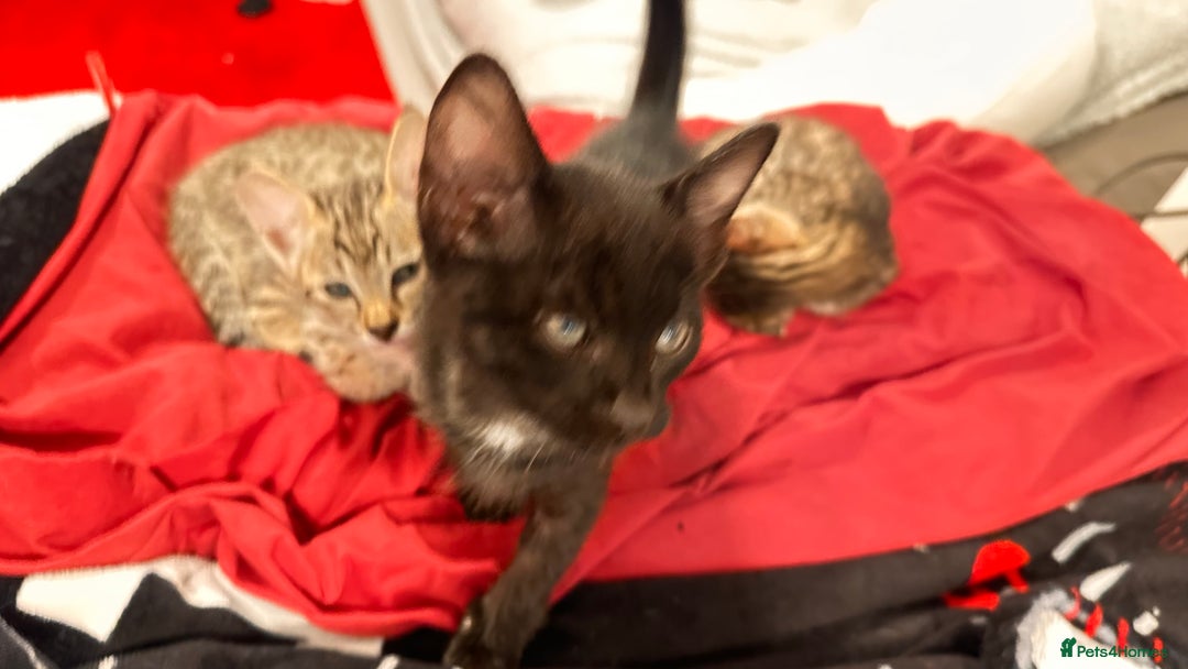 Savannah cats for sale: Stunning F3 Savannahs Price Drop - Advert 2