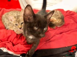 Savannah cats Stunning F3 Savannahs Price Drop - Advert 3