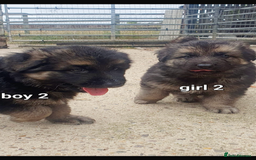 German Shepherd dogs for sale: Wow.Beautiful Homebred German Shepherd Puppies - Image 9