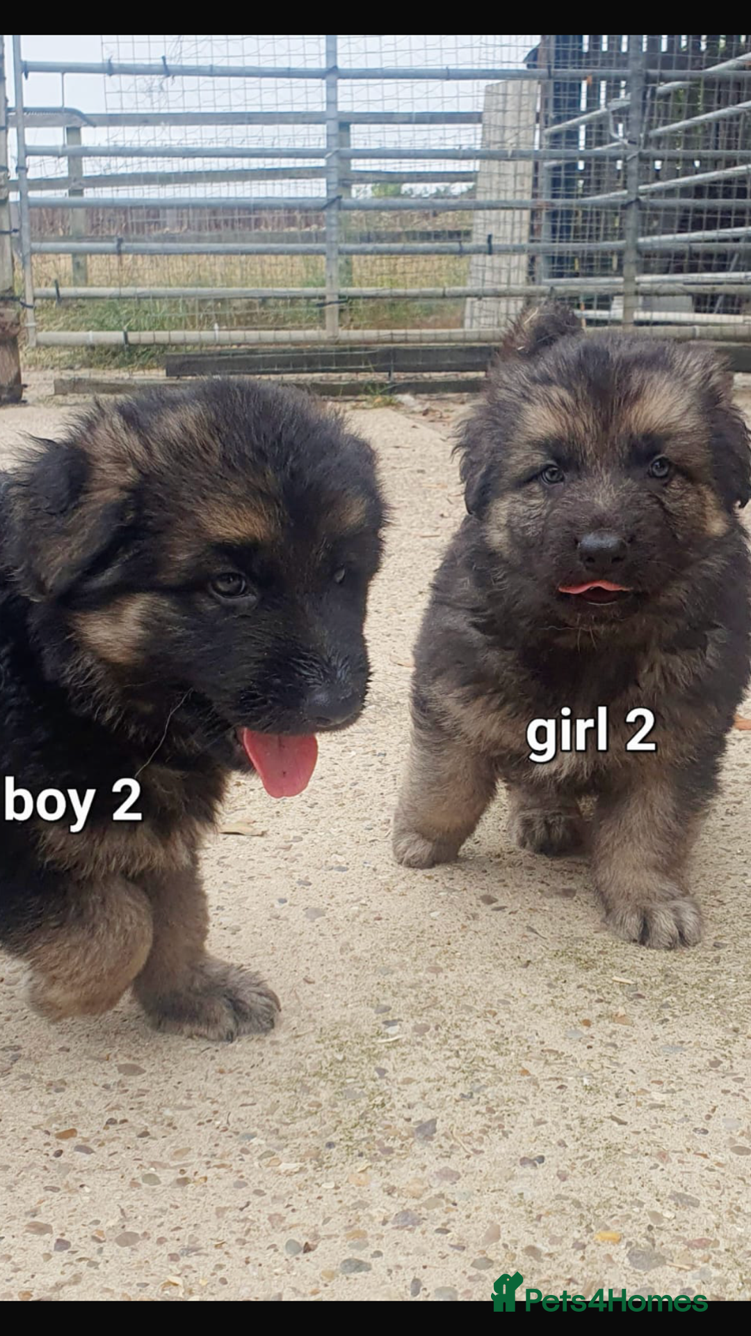 German Shepherd dogs for sale: Wow.Beautiful Homebred German Shepherd Puppies - Image 9