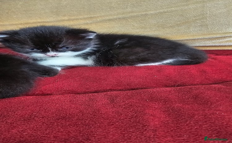 Bombay cats - Advert 1