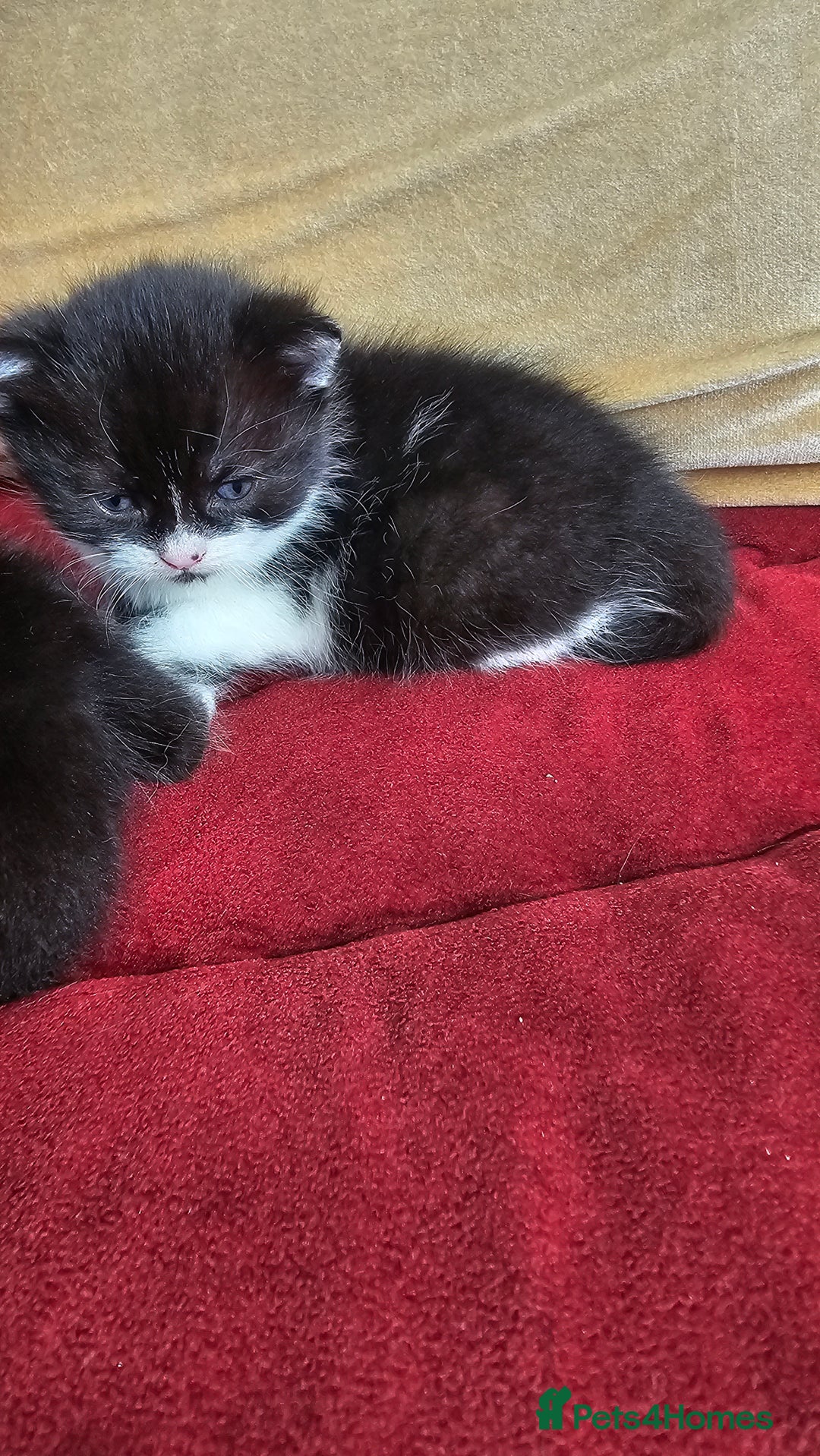 Bombay cats for sale: 3 lovely kitten 😸  - Image 5