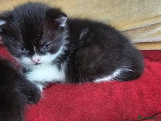 Bombay cats - Advert 1