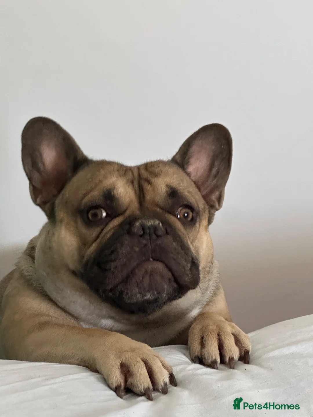 French Bulldog dogs for sale: Male French bulldog - Advert 2