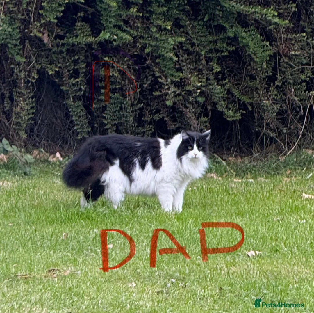 Ragcoon cats for sale: RAGCOONS  - Advert 23