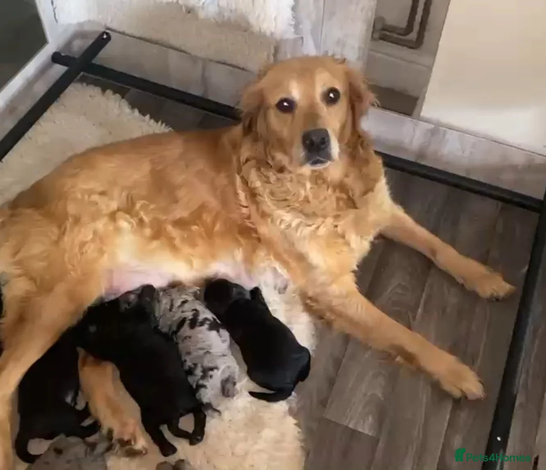 Mini Goldendoodle dogs for sale: F1 Goldendoodle - Advert 1