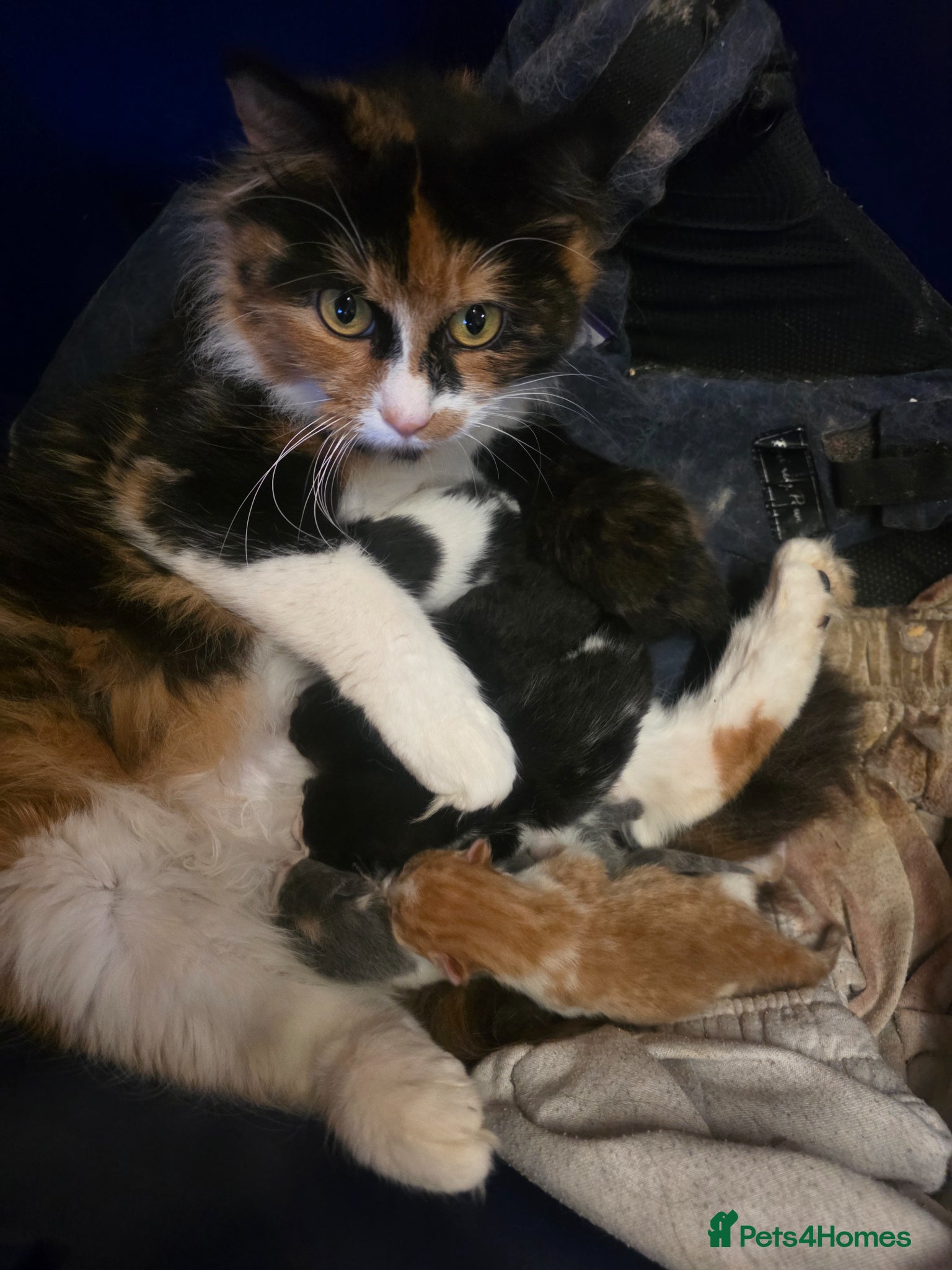 Domestic Shorthair cats Stunning kittens - Advert 11