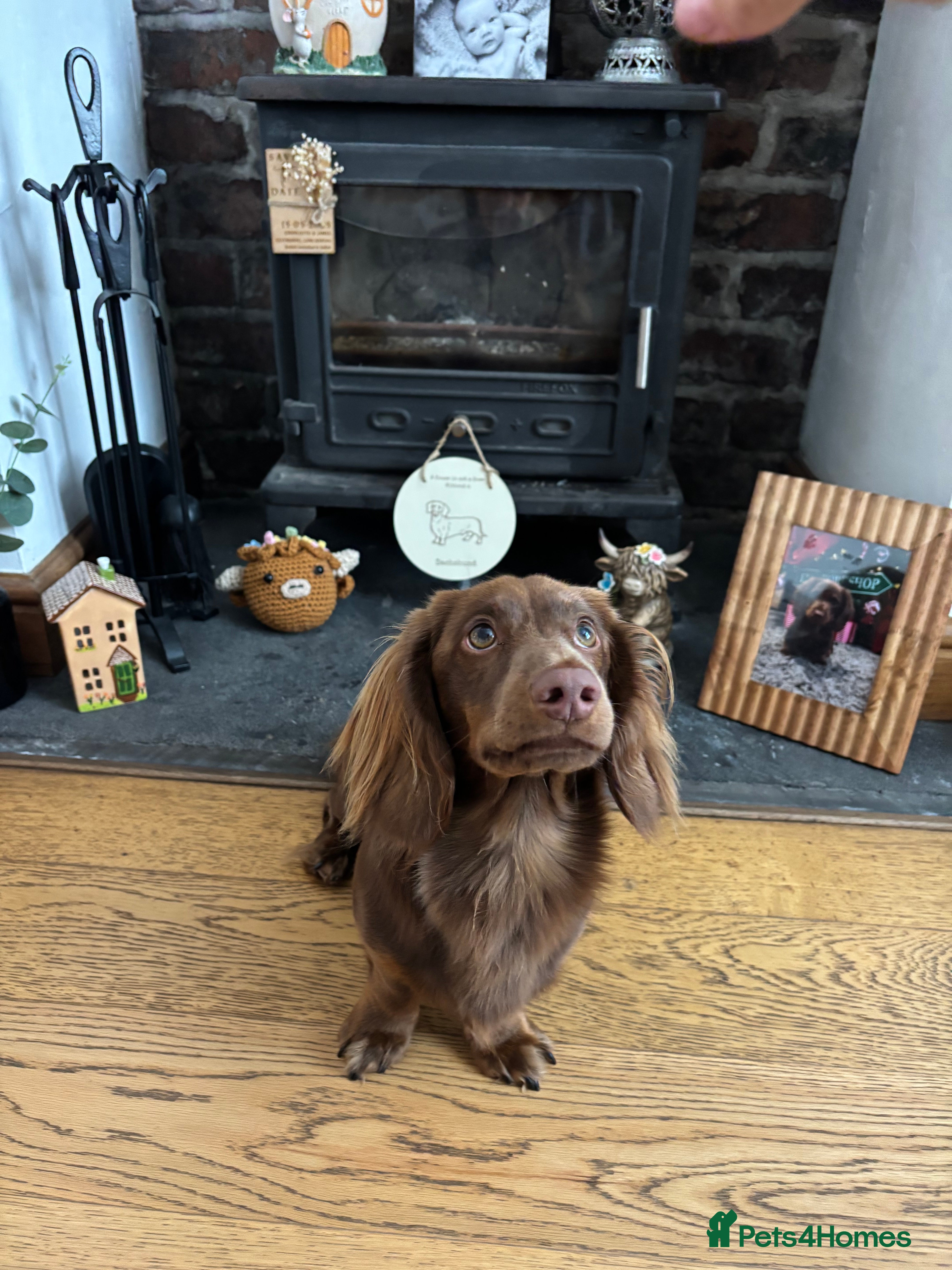 Miniature Dachshund dogs Long haired miniature dachshund stud - Advert 6