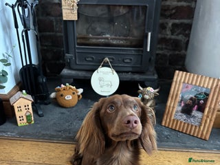 Miniature Dachshund dogs Long haired miniature dachshund stud - Advert 6