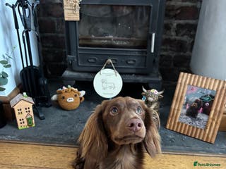 Miniature Dachshund dogs Long haired miniature dachshund stud - Advert 13