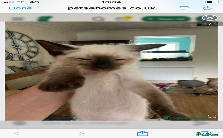 Ragdoll cats - Advert 2