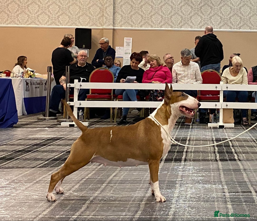English Bull Terrier dogs for sale: English bull terrier pups for sale  - Image 19