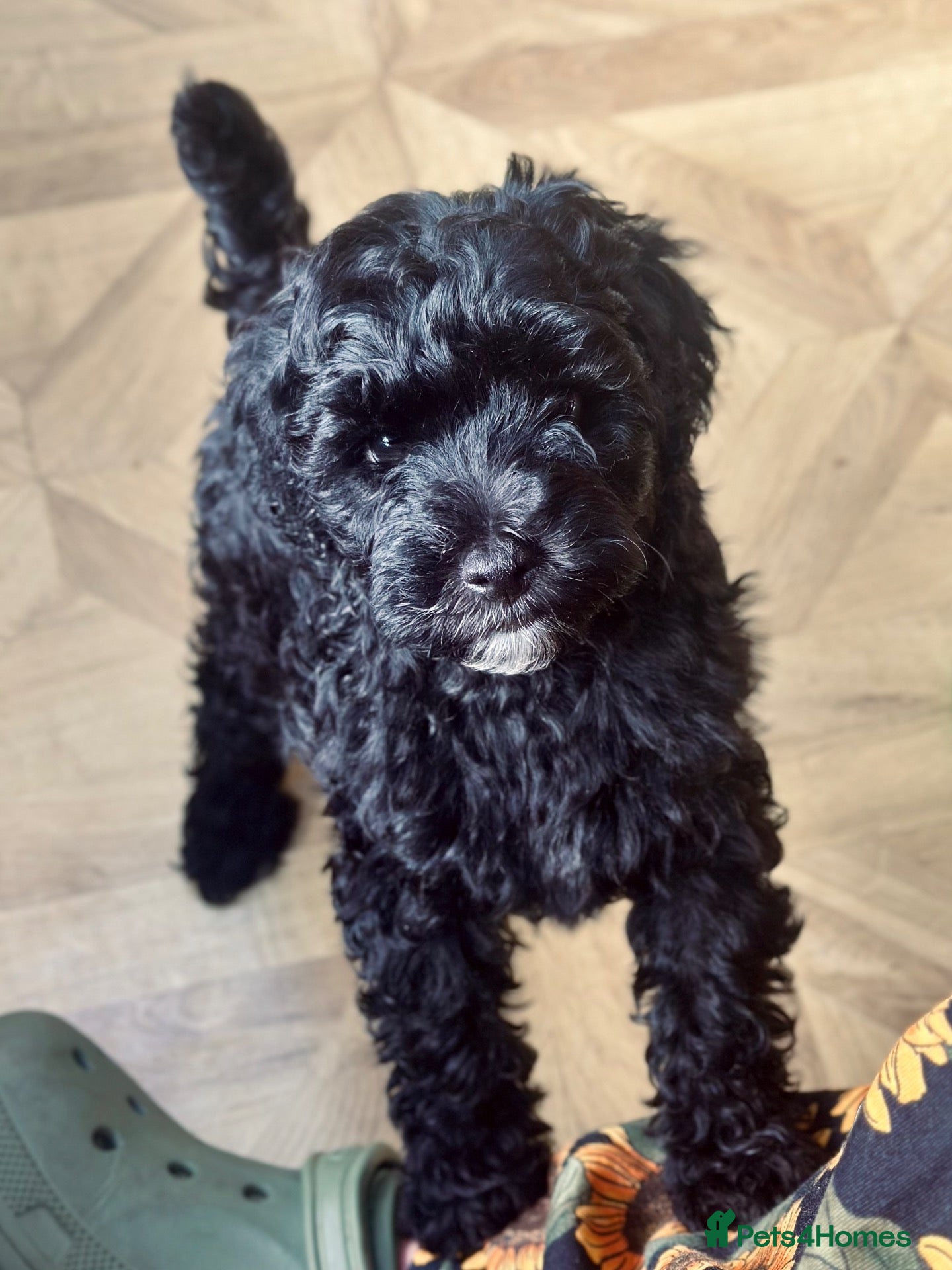 Cavapoo dogs Gorgeous black F1B Cavapoo seeking a forever home! - Advert 6