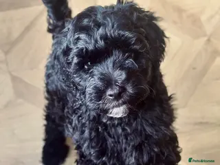 Cavapoo dogs Gorgeous black F1B Cavapoo seeking a forever home! - Advert 6