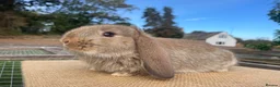 Mini Lop rabbits for sale: Mini lop babies - Advert 3