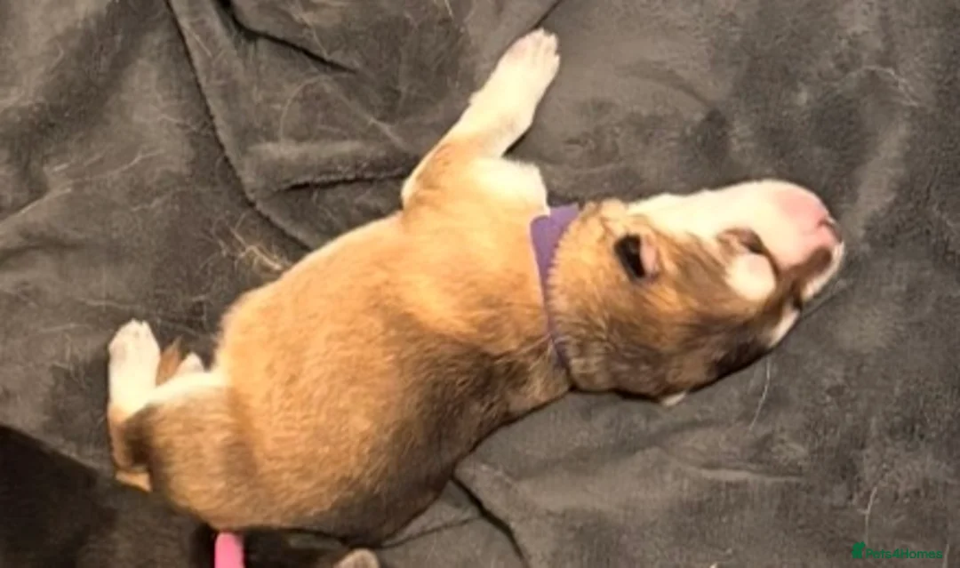 Mixed Breed dogs for sale: German Shepherd X Alaskan Shepherd  - Advert 18