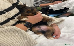 Yorkshire Terrier dogs for sale: 7 male Yorkshire terriers ready to leave.  - Image 24