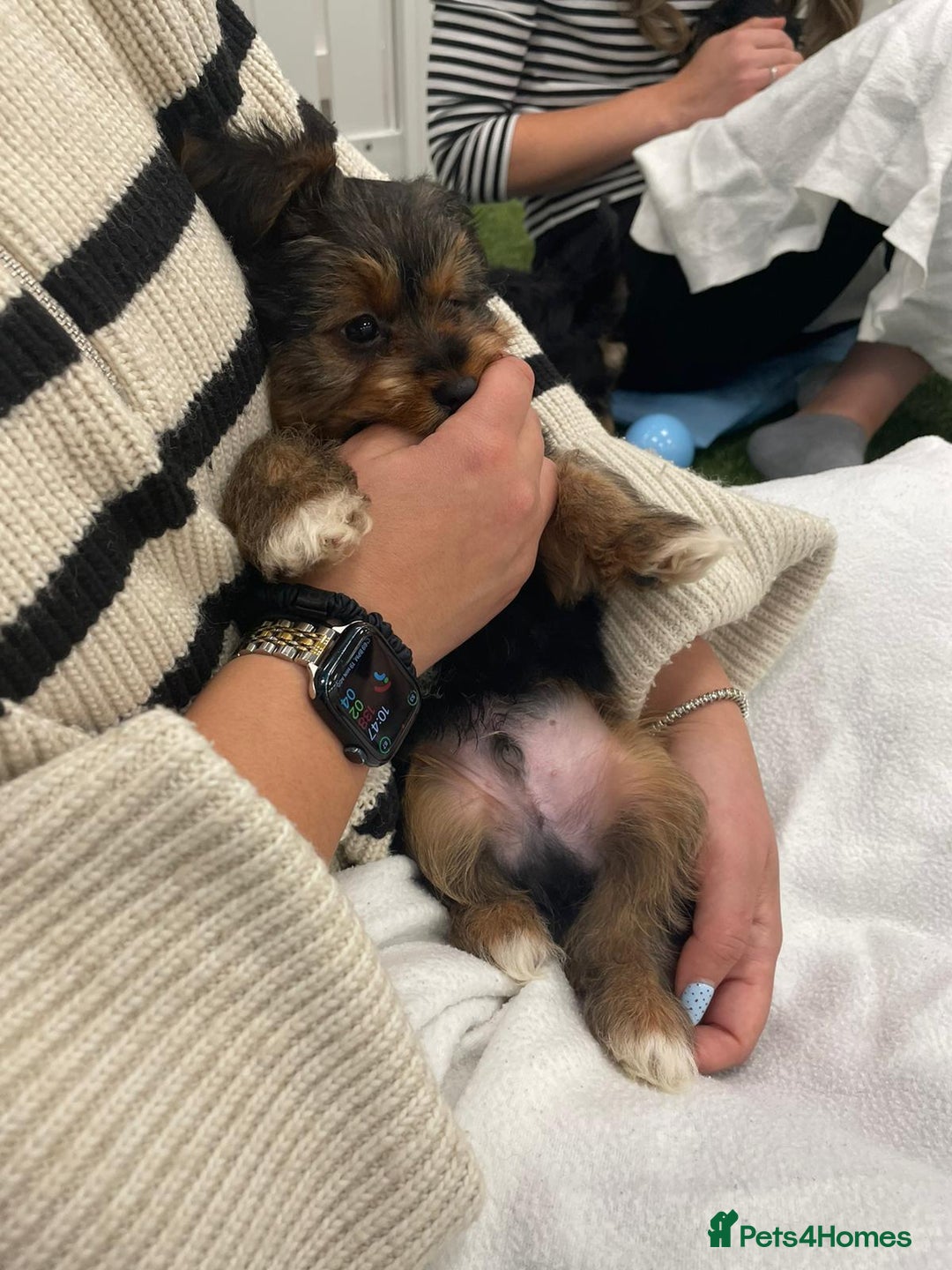 Yorkshire Terrier dogs for sale: 7 male Yorkshire terriers ready to leave.  - Image 24