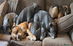 Staffordshire Bull Terrier dogs for sale: Six stunning Staffordshire bull terrier pups  - Image 7