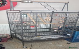 Parakeets birds for sale: Hand tamed Kakariki  - Image 2