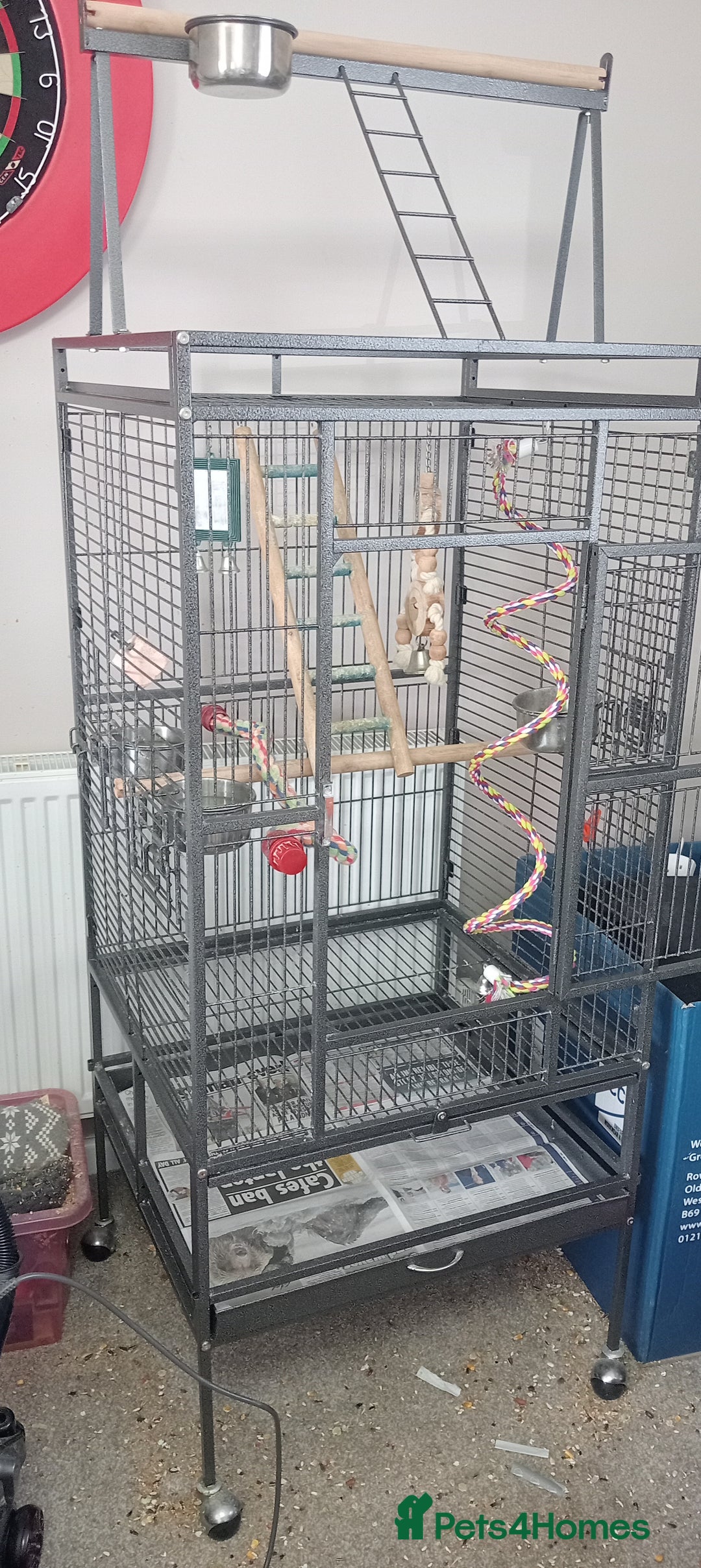 Parakeets birds for sale: Hand tamed Kakariki  - Image 2