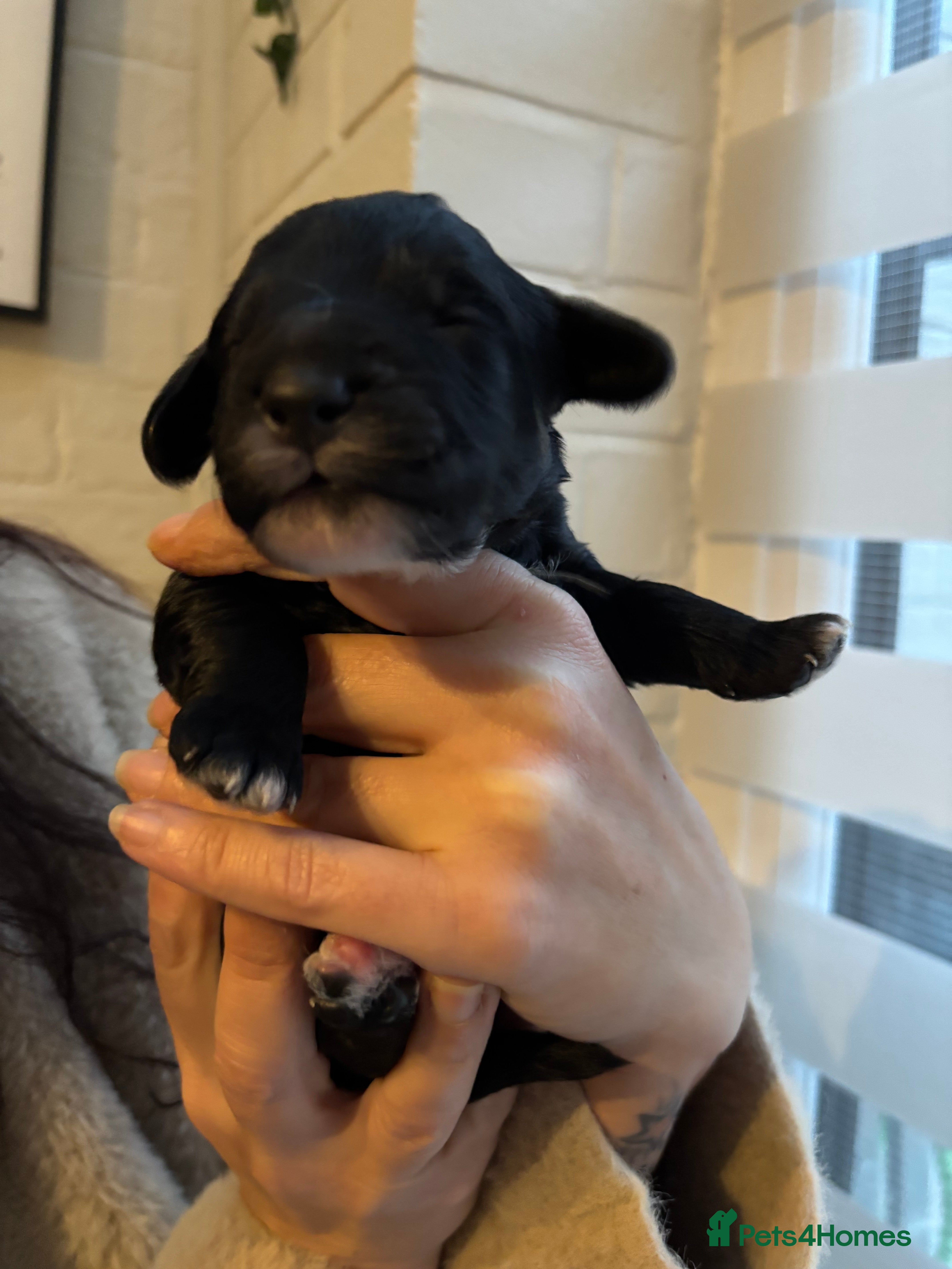 Cockapoo dogs Gorgeous F1 Cockapoos - Advert 14